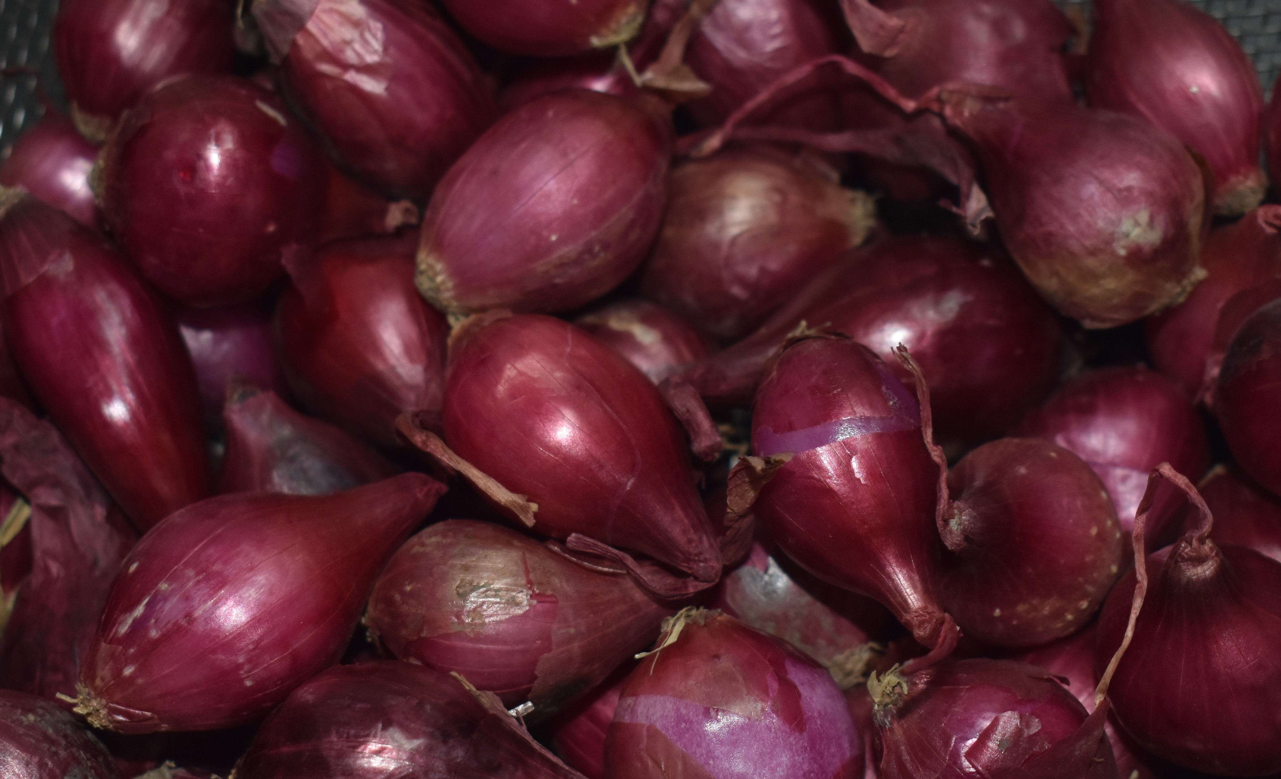 Red Shallots - Certified Organic - Fall Planting