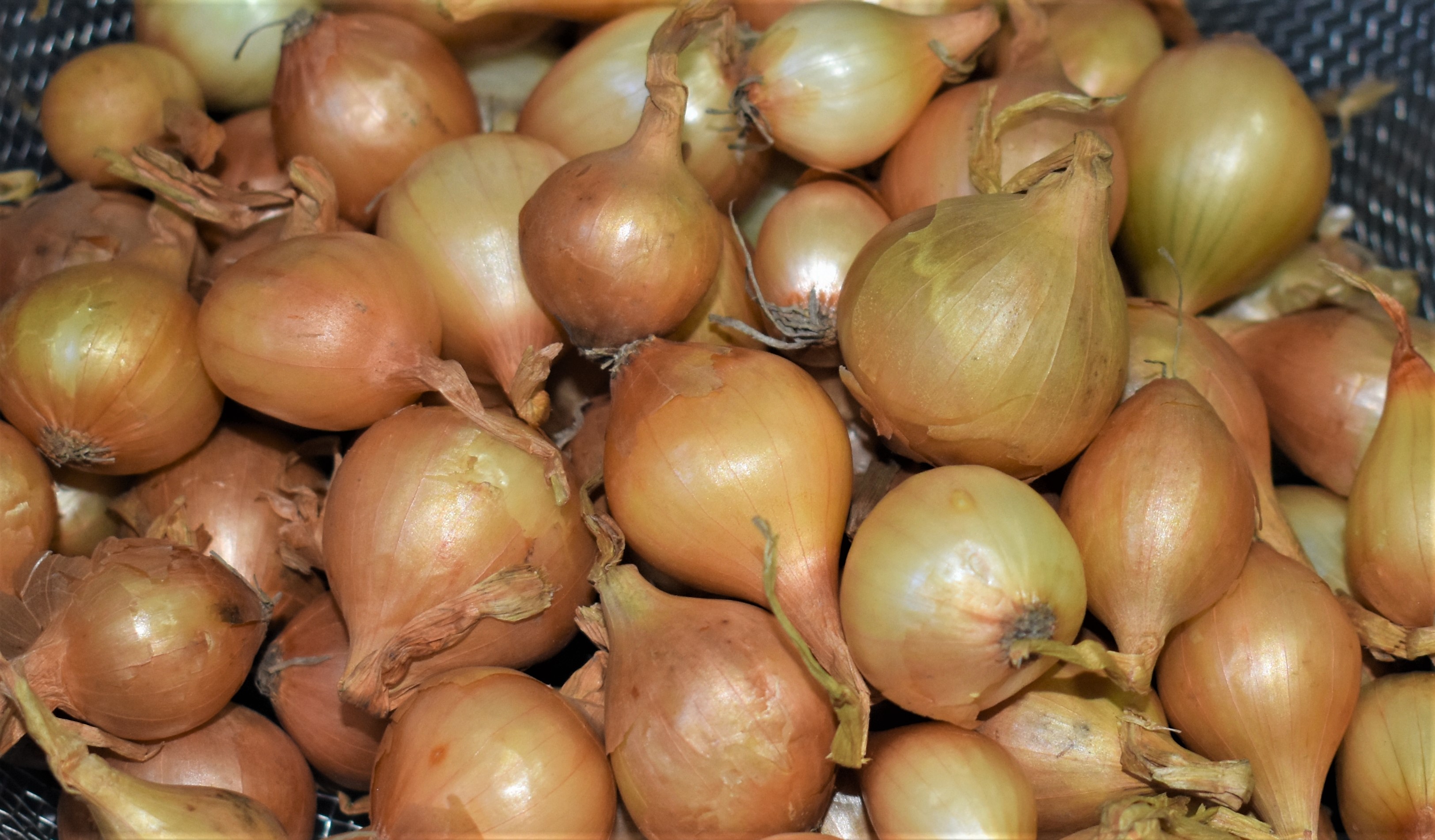 Organic SHALLOT GROWING GUIDE